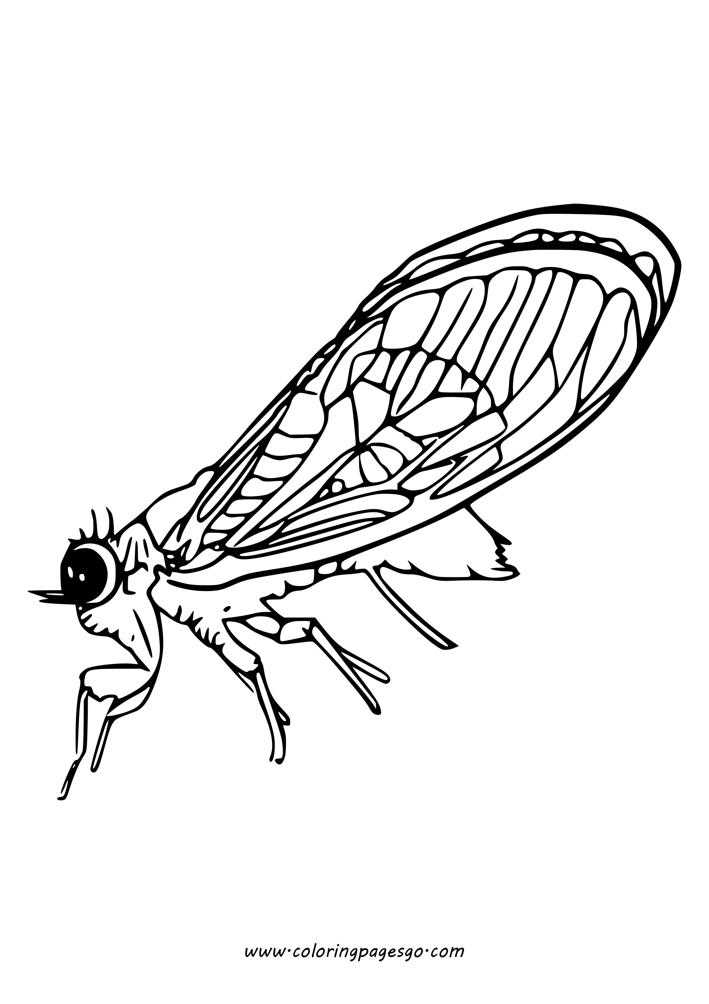 Flying Cicada Coloring Page Printable