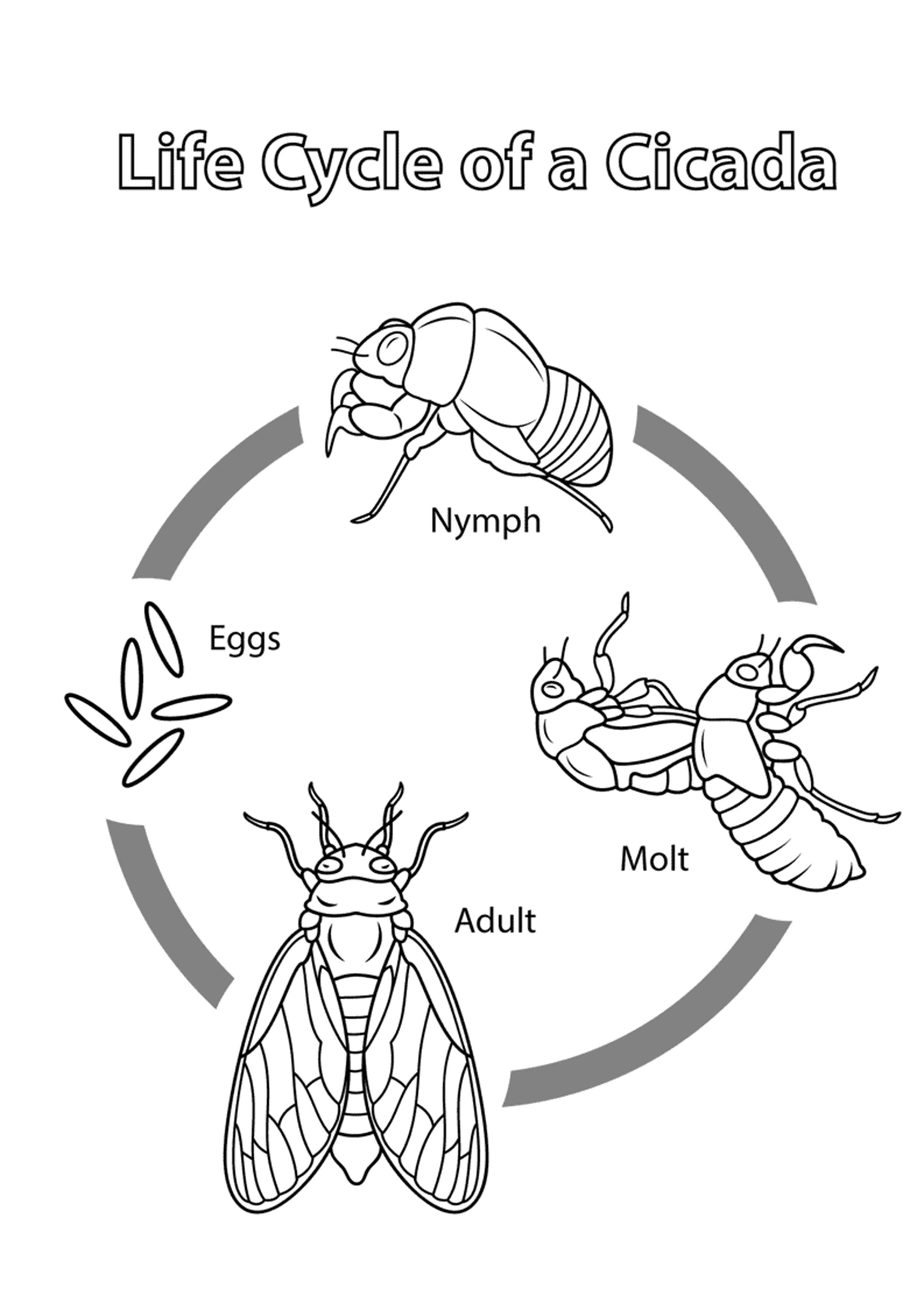 Cicada Life Cycle