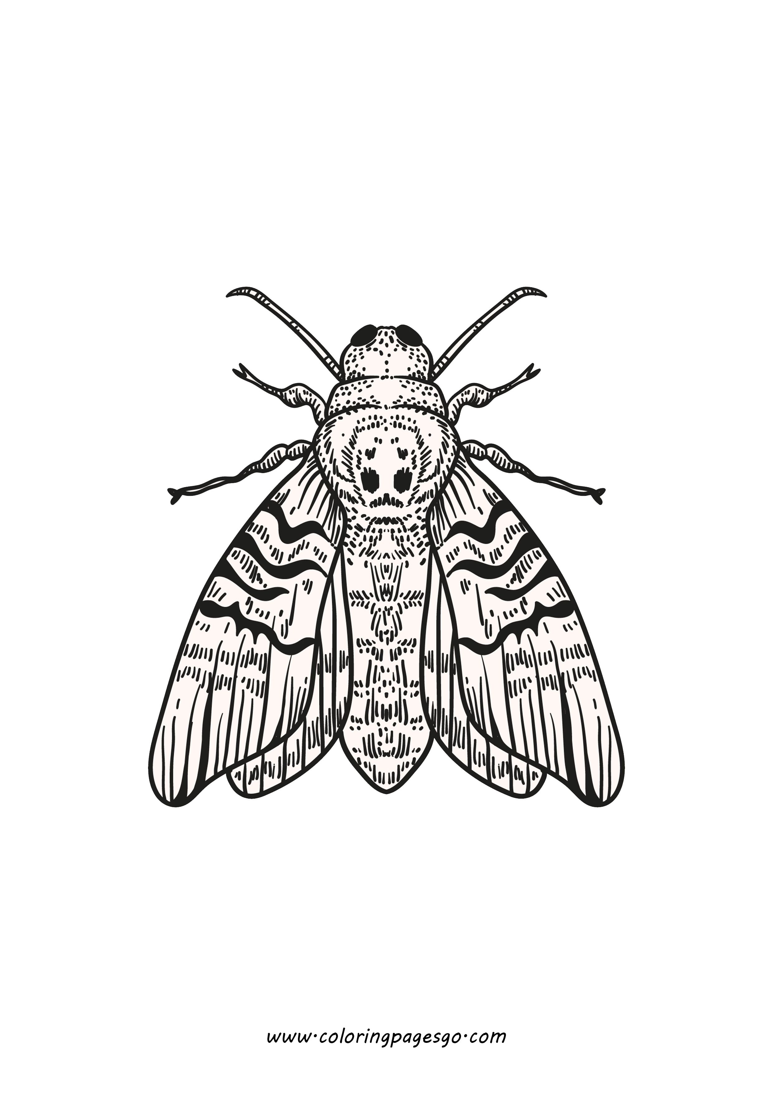 Cicada Zentangle