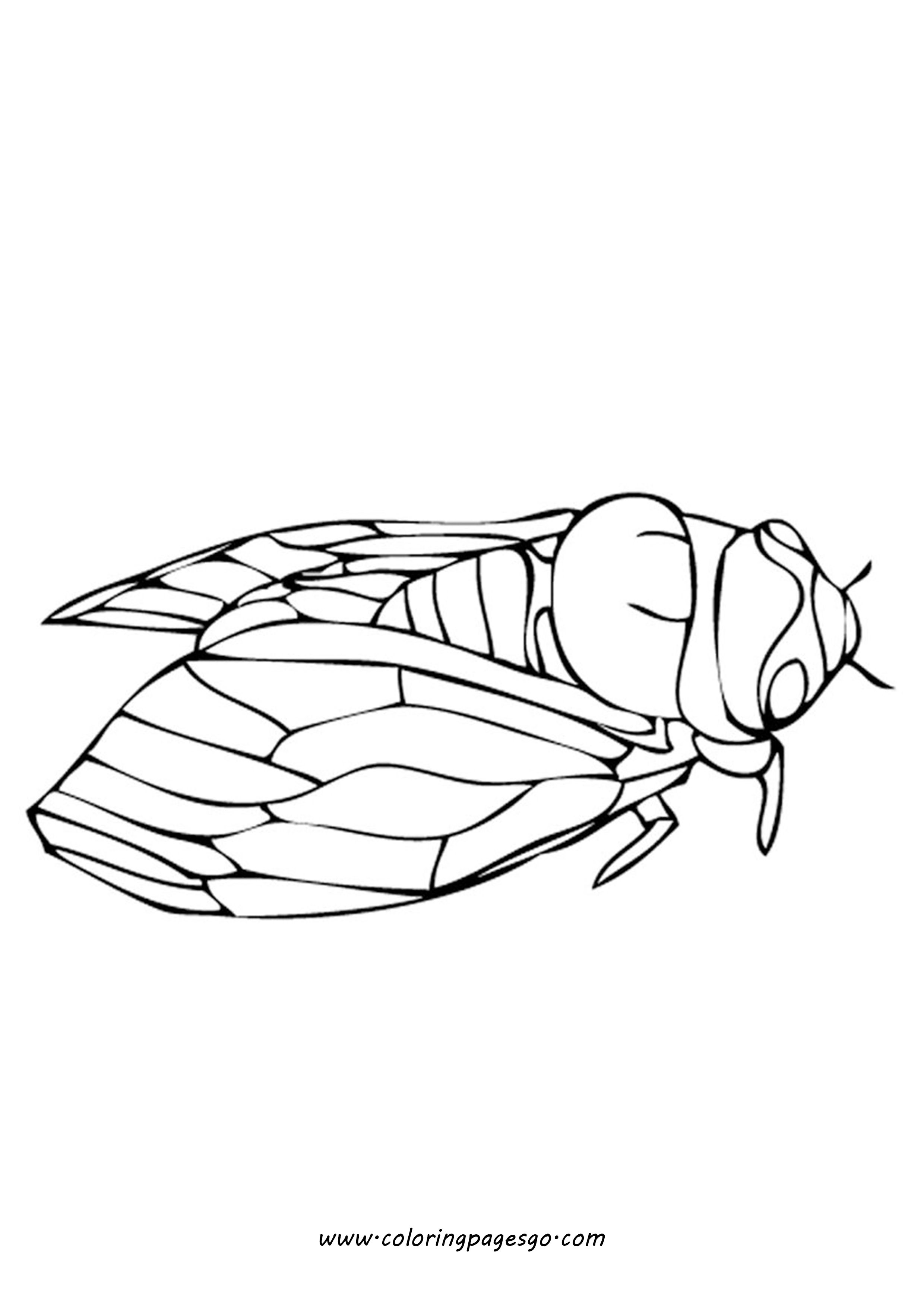 Sheet Cicada