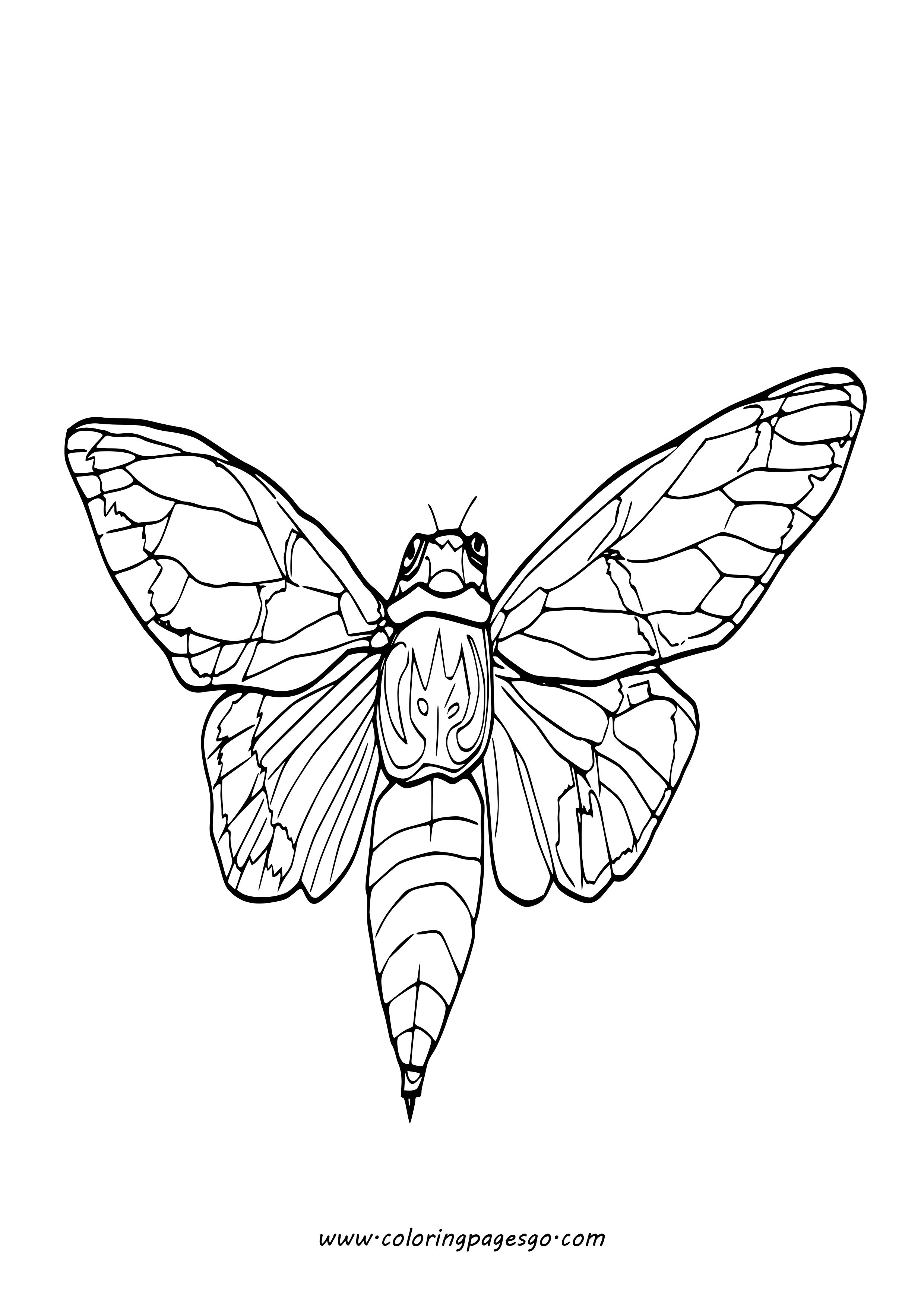 Cicada Coloring Page Printable