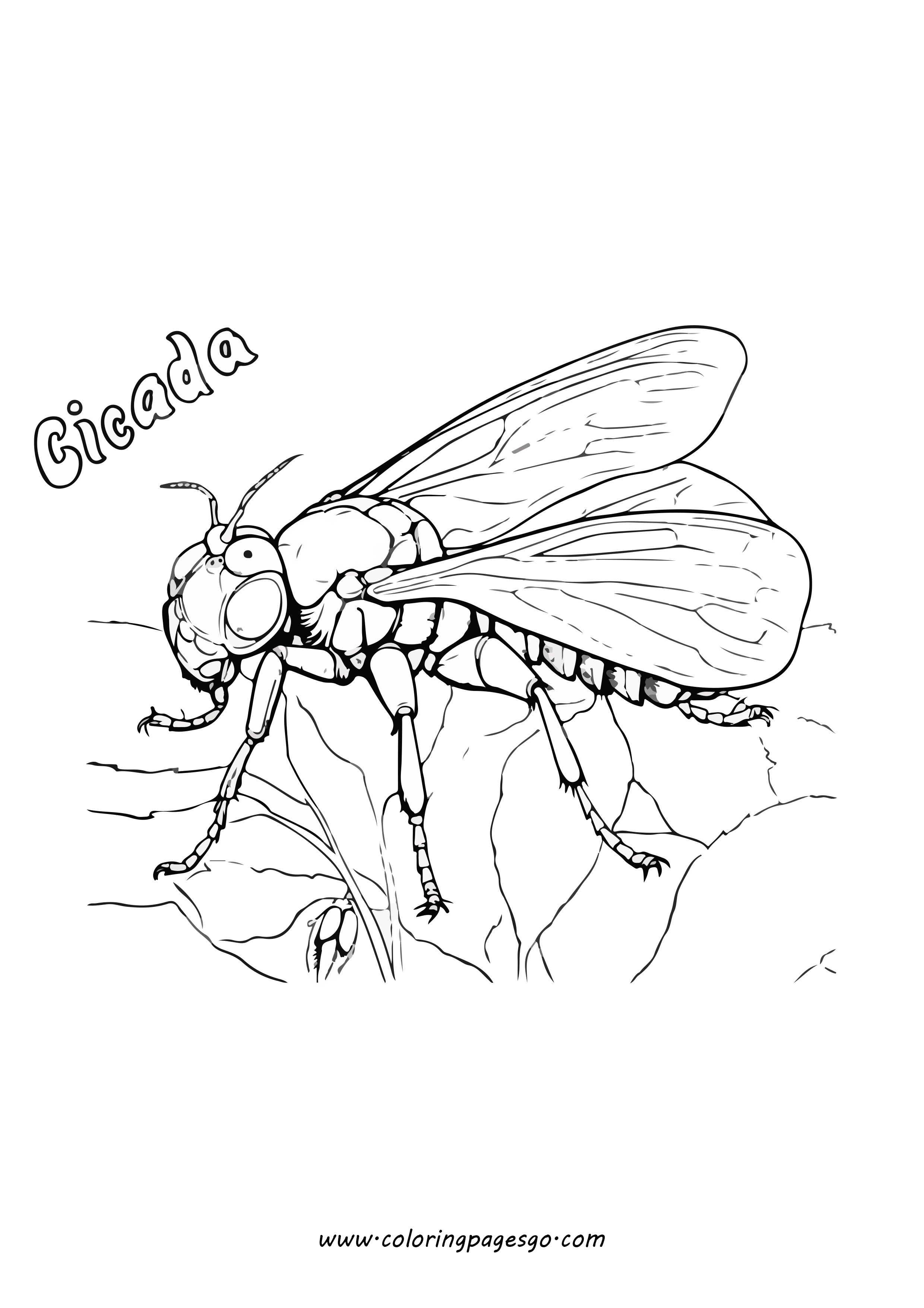 Cicada with flowers Coloring Page Printable