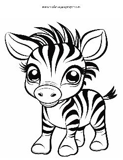 Baby Zebra