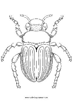 Cicada Brood XIX coloring page