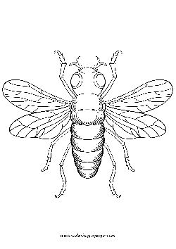 Cicada Brood XIII