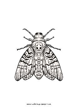 Cicada Zentangle coloring page