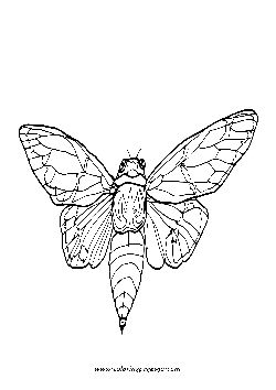 Cicada coloring page