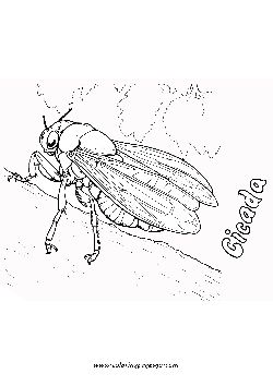 Green Grocer Cicada